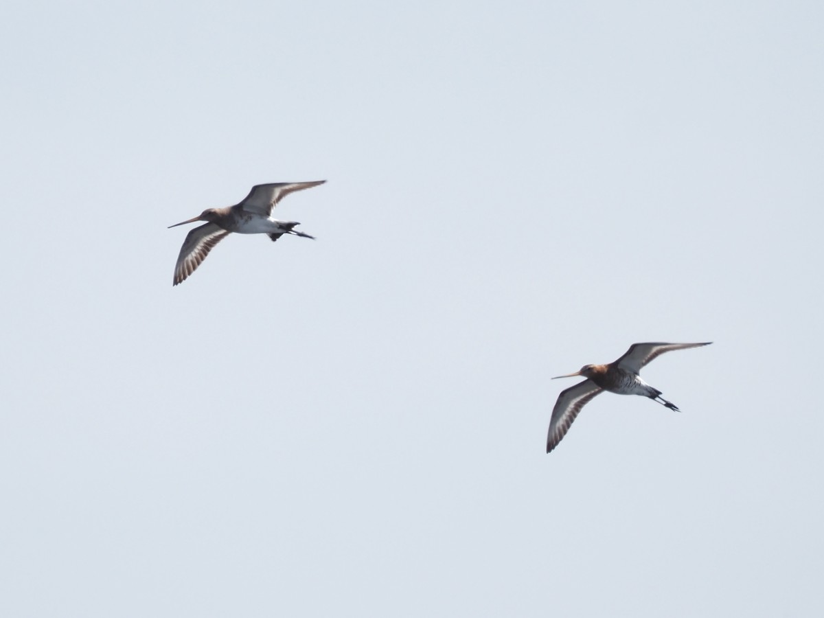 Black-tailed Godwit - ML618435447