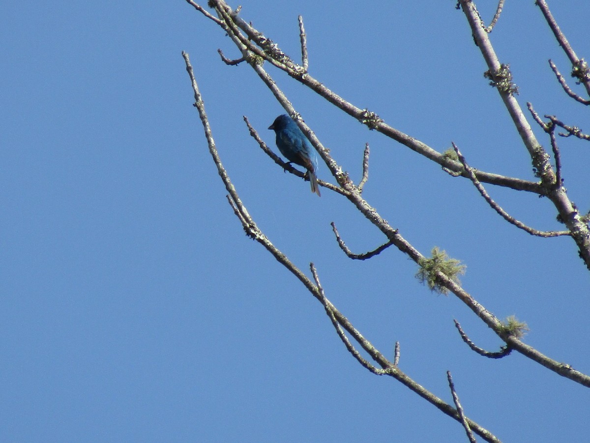 Indigo Bunting - ML618435450