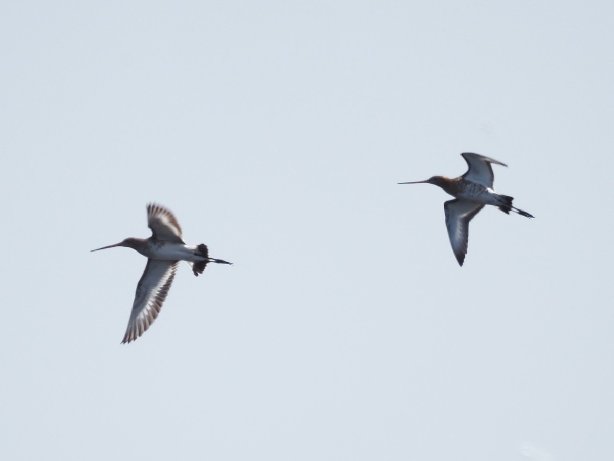 Black-tailed Godwit - ML618435455