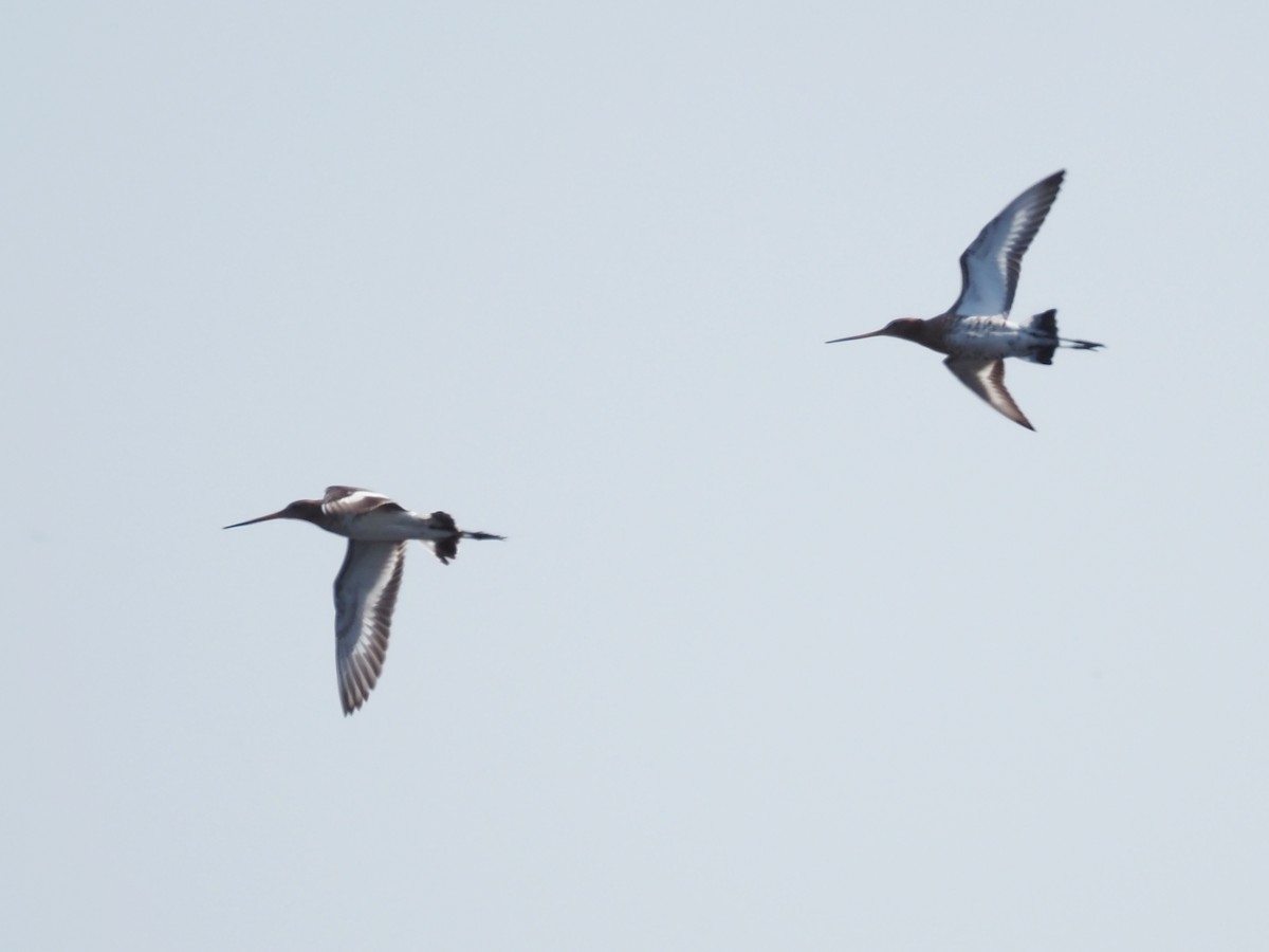 Black-tailed Godwit - ML618435456