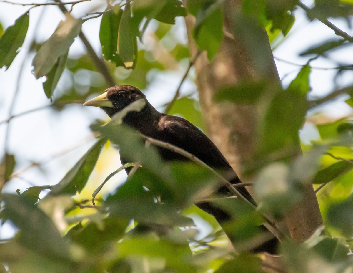 Red-rumped Cacique - ML618435495