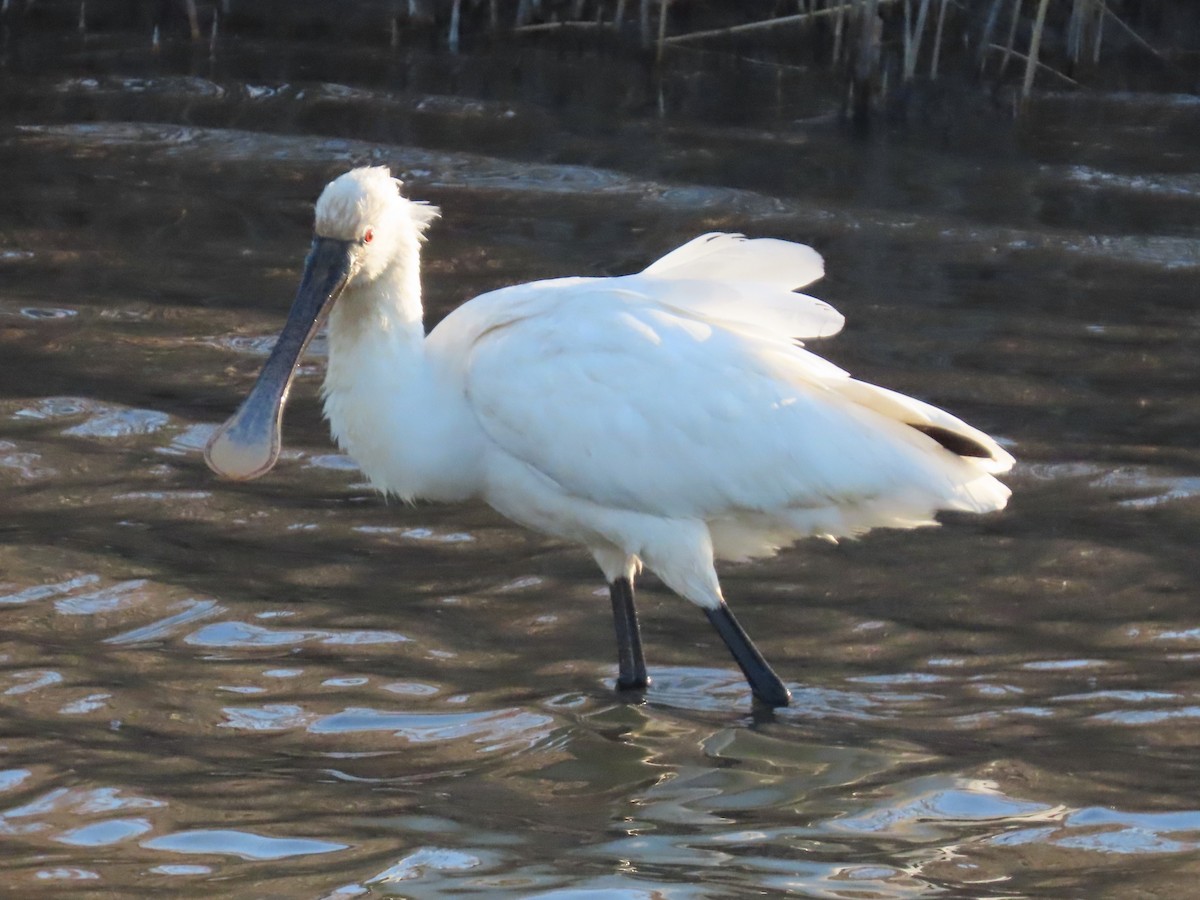 Eurasian Spoonbill - Rita Souza