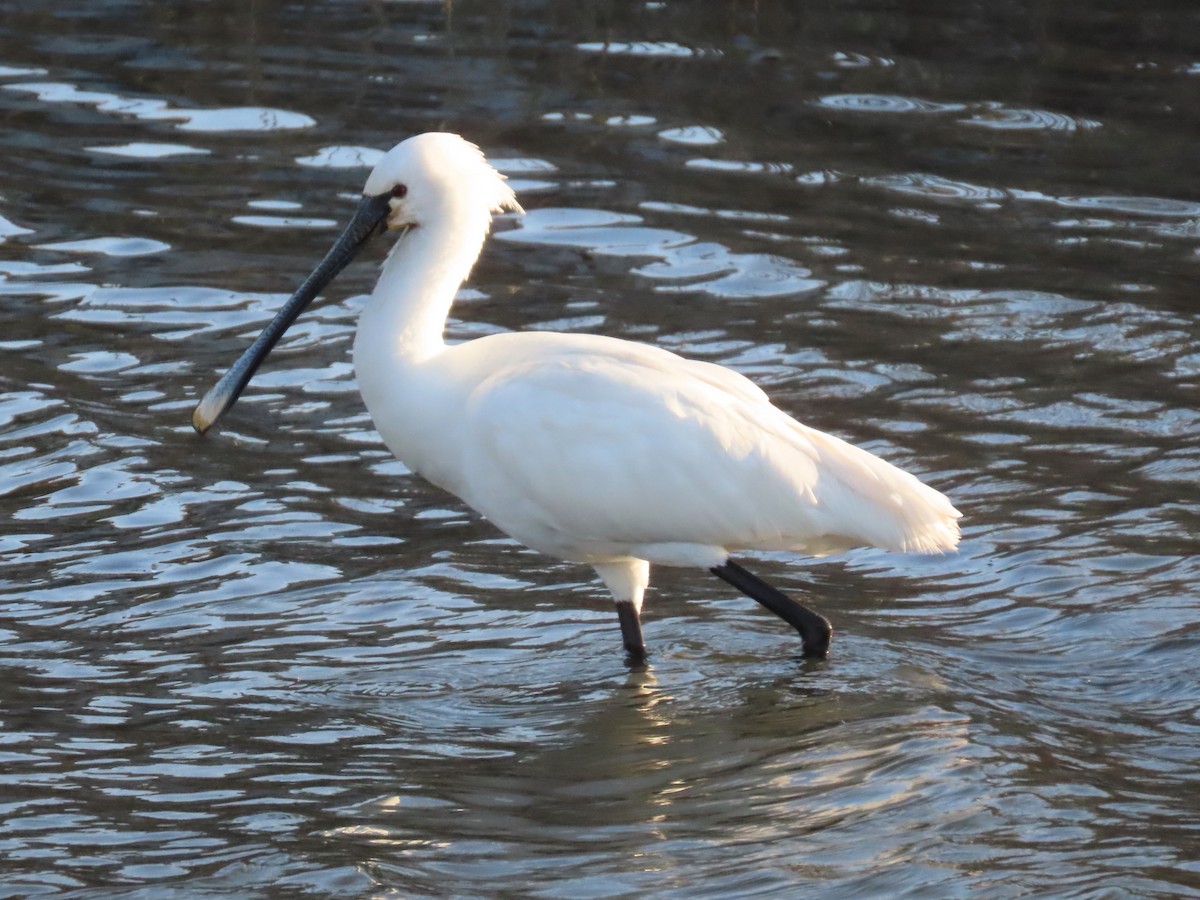 Eurasian Spoonbill - ML618435509