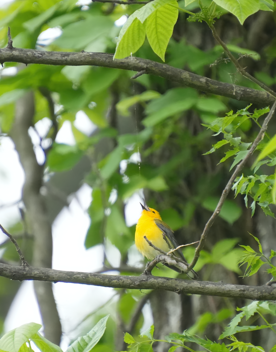 Prothonotary Warbler - ML618435519