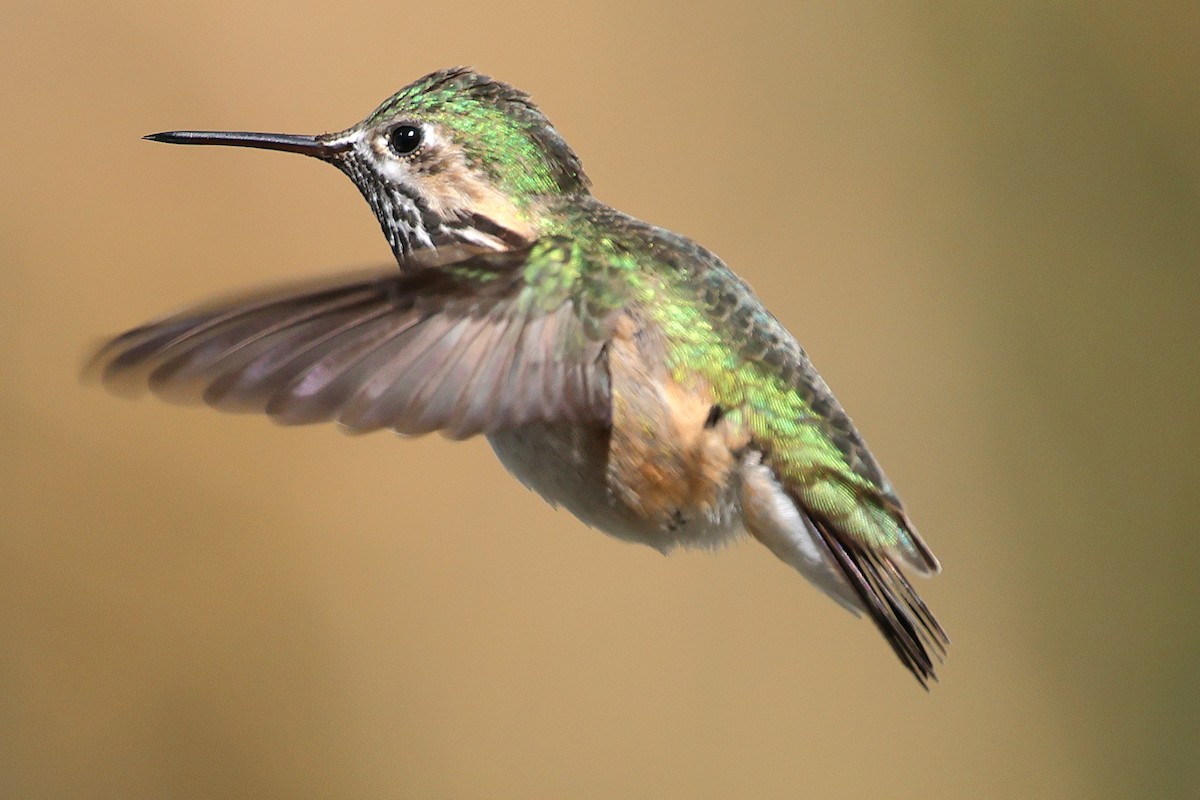 Calliope Hummingbird - Susan Hovde