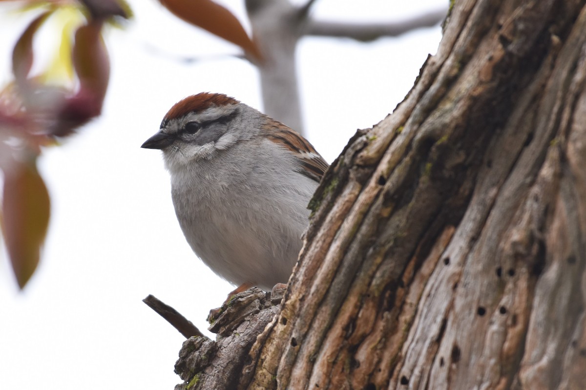 Chipping Sparrow - ML618435556