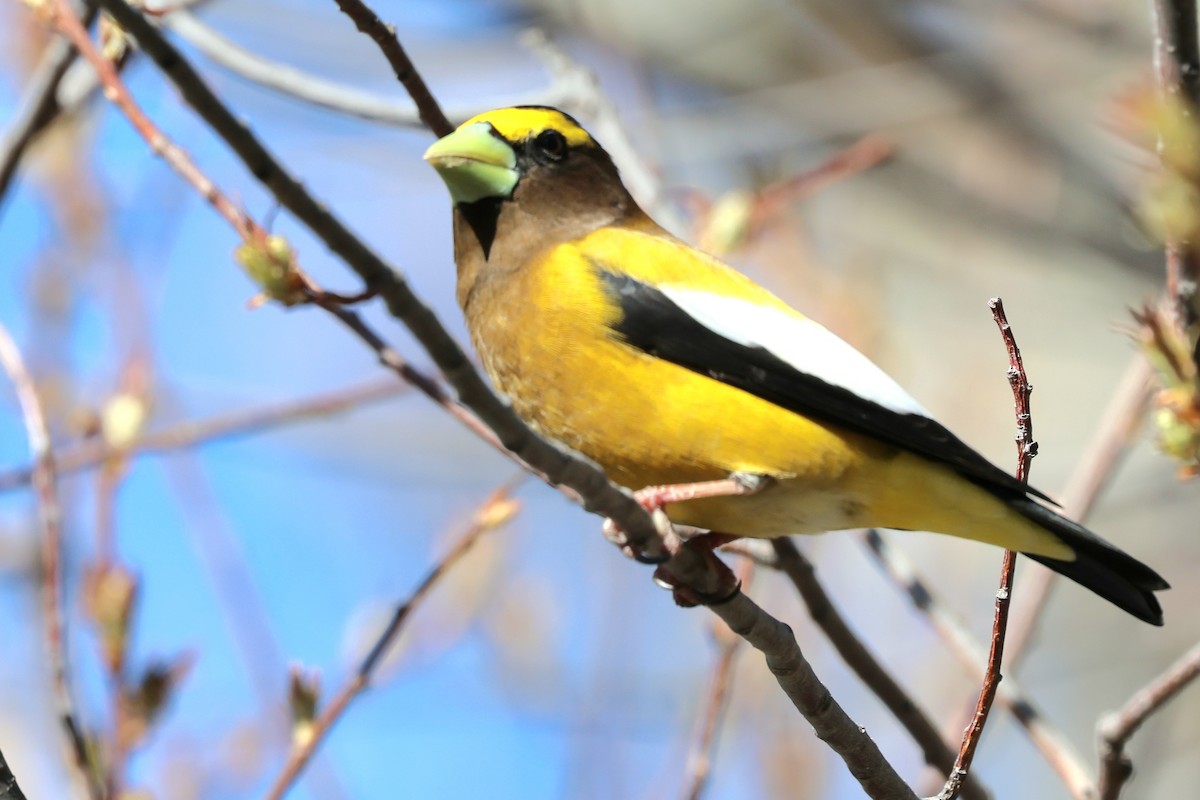 Evening Grosbeak - Susan Hovde