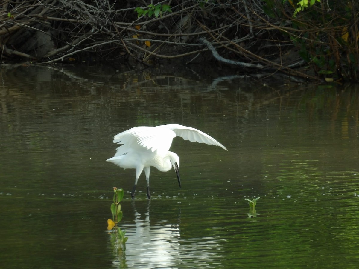 Reddish Egret - ML618435567