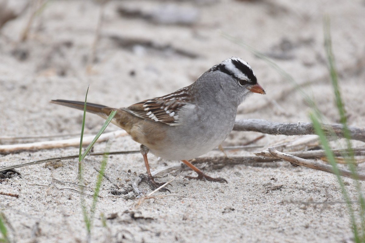 White-crowned Sparrow - ML618435571