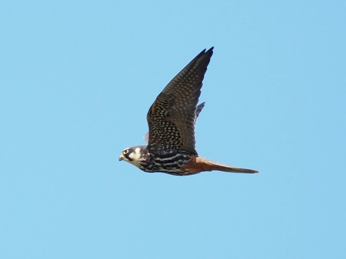 Eurasian Hobby - ML618435574