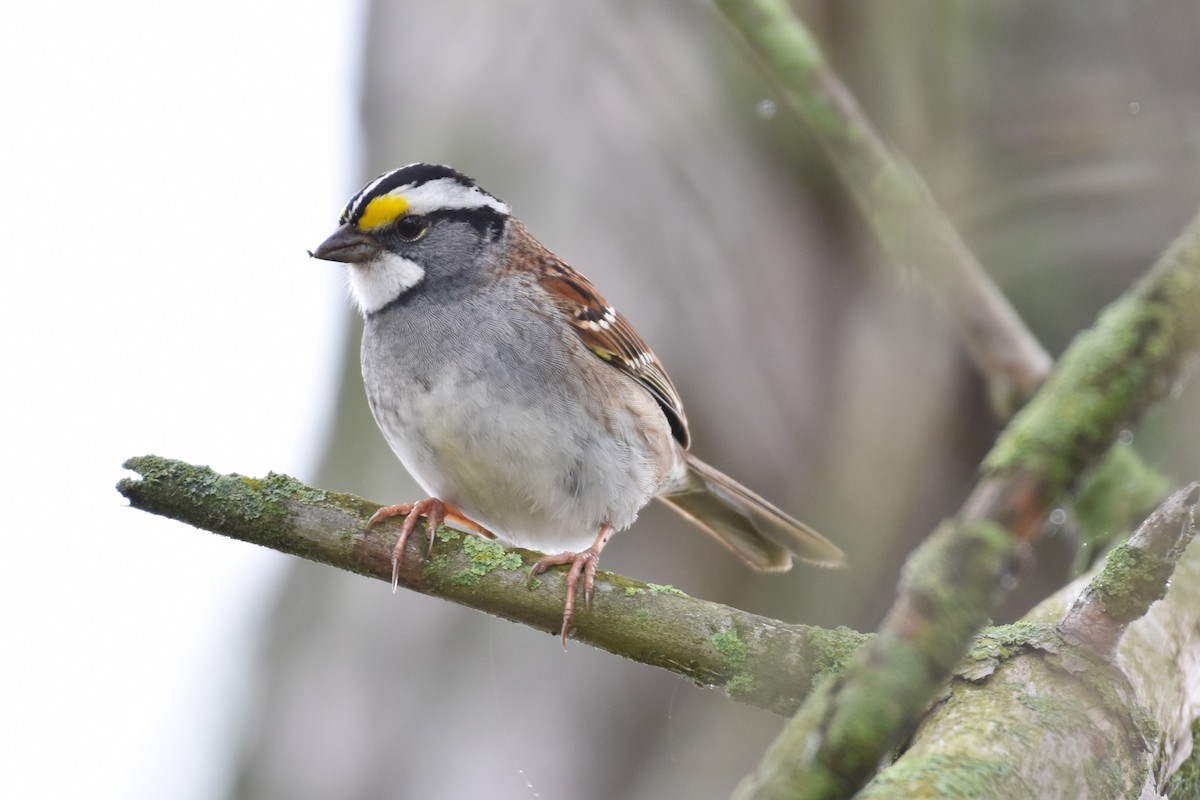 White-throated Sparrow - ML618435590