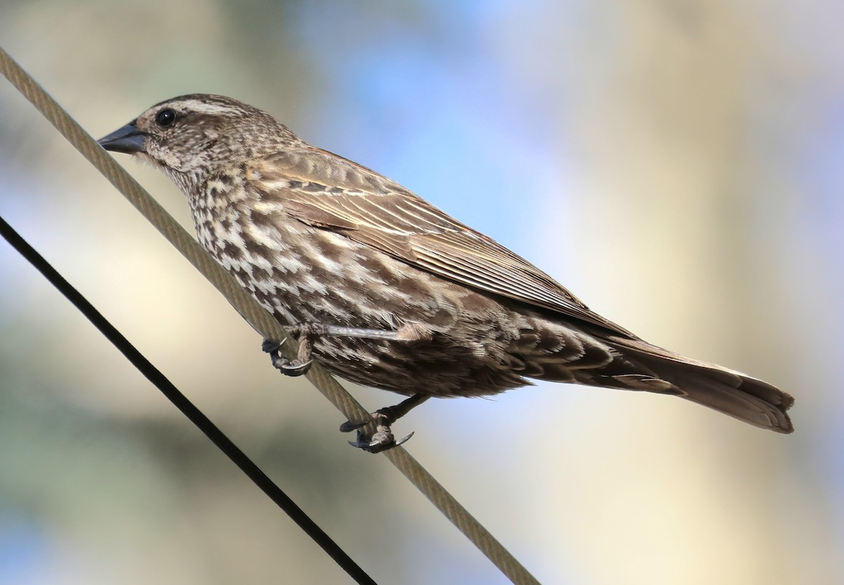 Red-winged Blackbird - Susan Hovde