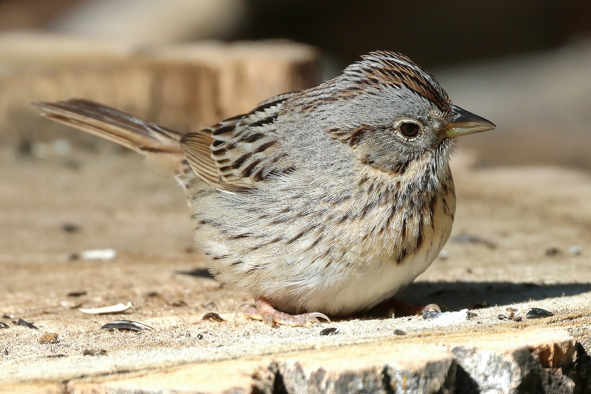 Lincoln's Sparrow - Susan Hovde