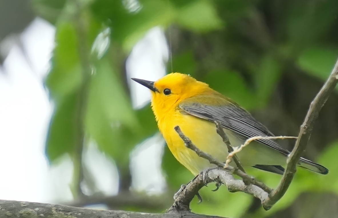 Prothonotary Warbler - ML618435612