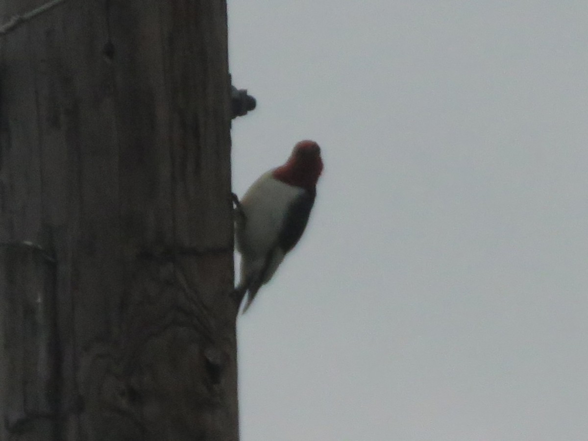 Red-headed Woodpecker - ML618435616