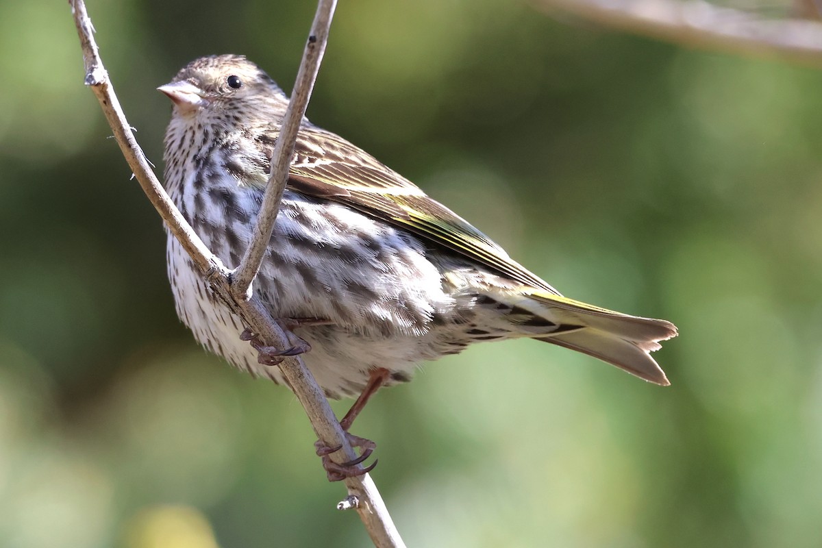 Pine Siskin - Susan Hovde