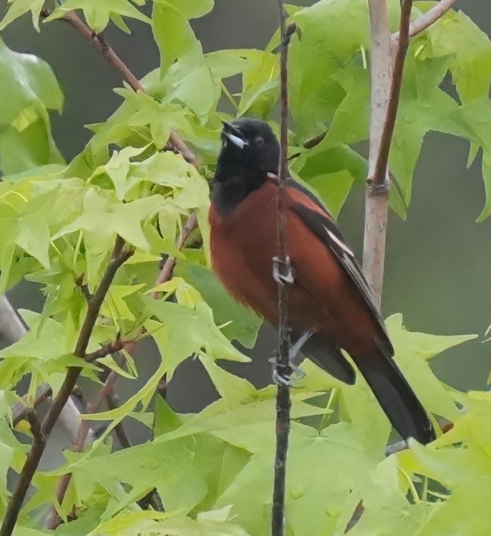 Orchard Oriole - Yizhi Wang