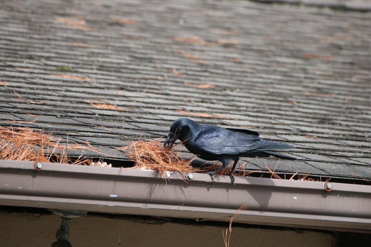 American Crow - ML618435719