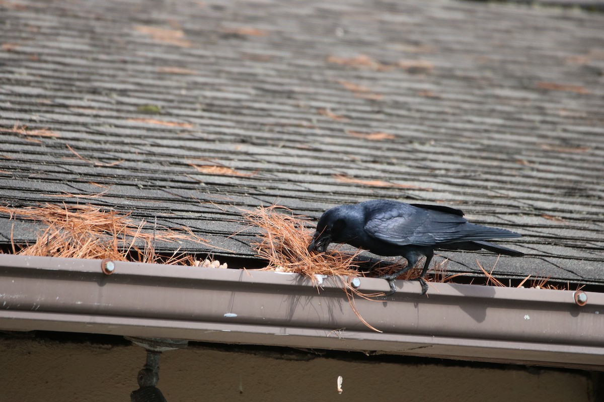 American Crow - ML618435720