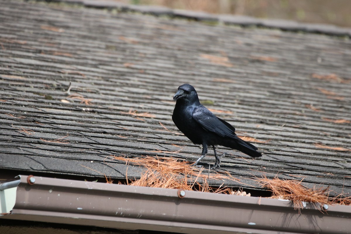 American Crow - ML618435721