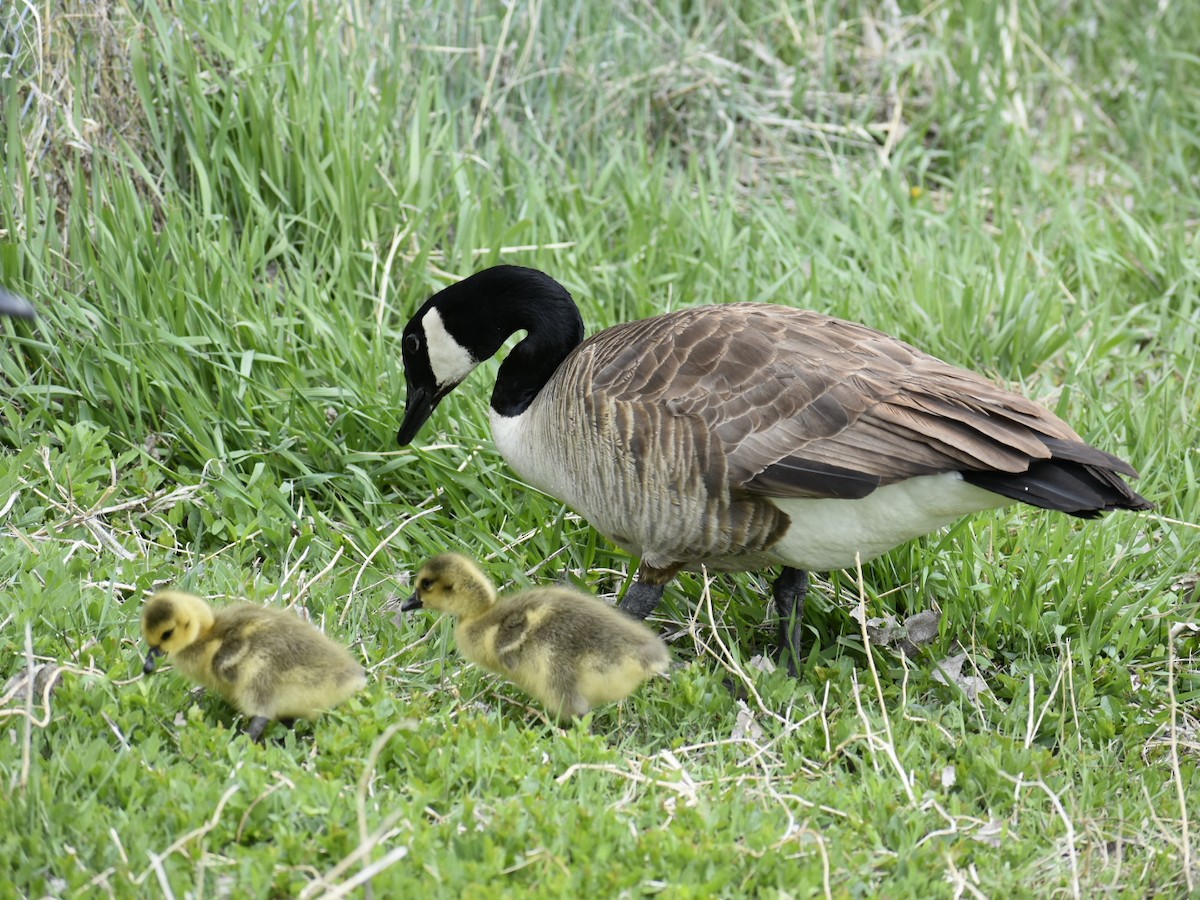 Canada Goose - ML618435739