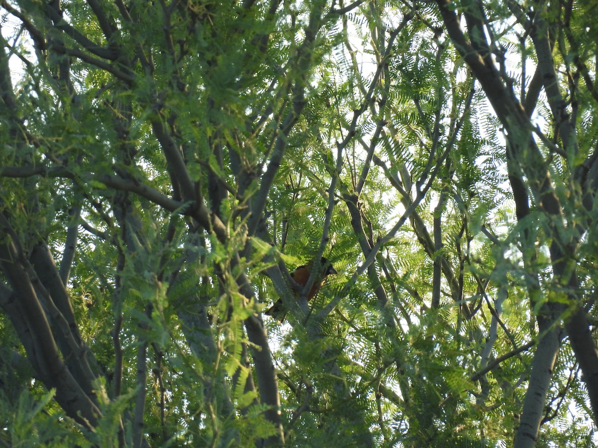 Black-headed Grosbeak - Javier Carrillo