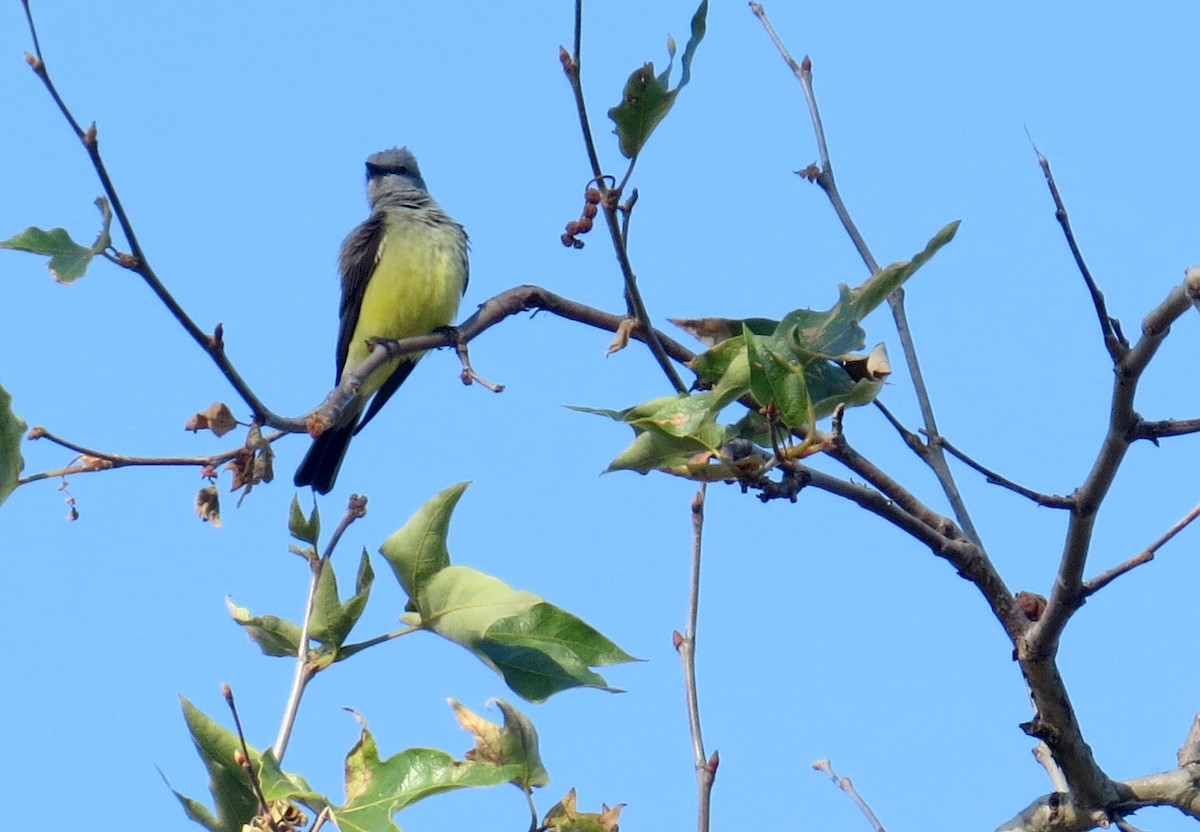 Cassin's Kingbird - ML618435824