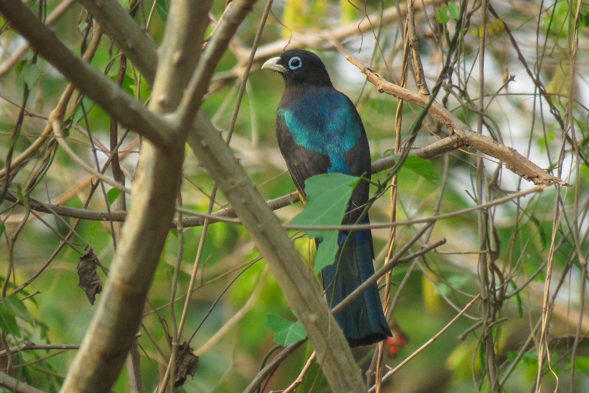 Black-headed Trogon - ML618435864