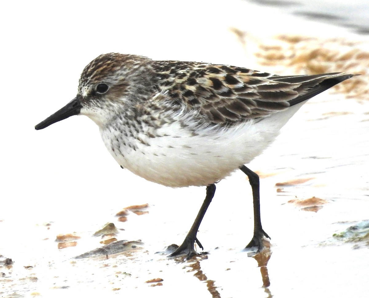 Semipalmated Sandpiper - ML618435911