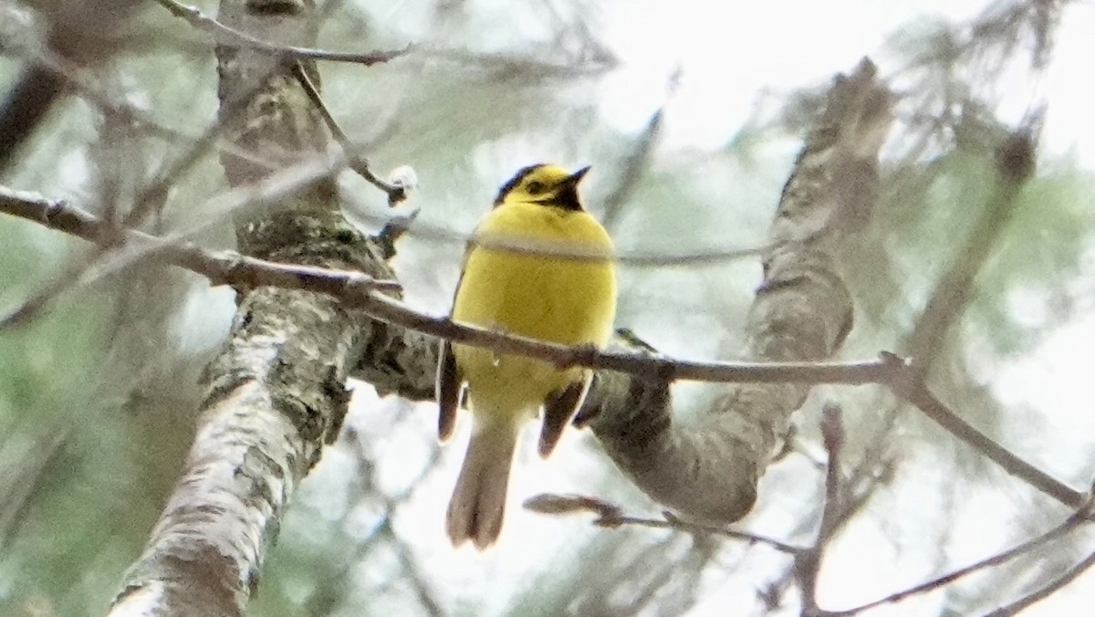 Hooded Warbler - ML618435912