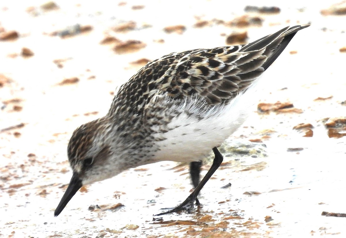 Semipalmated Sandpiper - ML618435934