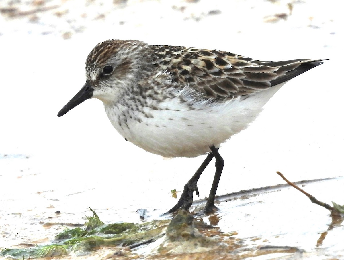 Semipalmated Sandpiper - ML618435940