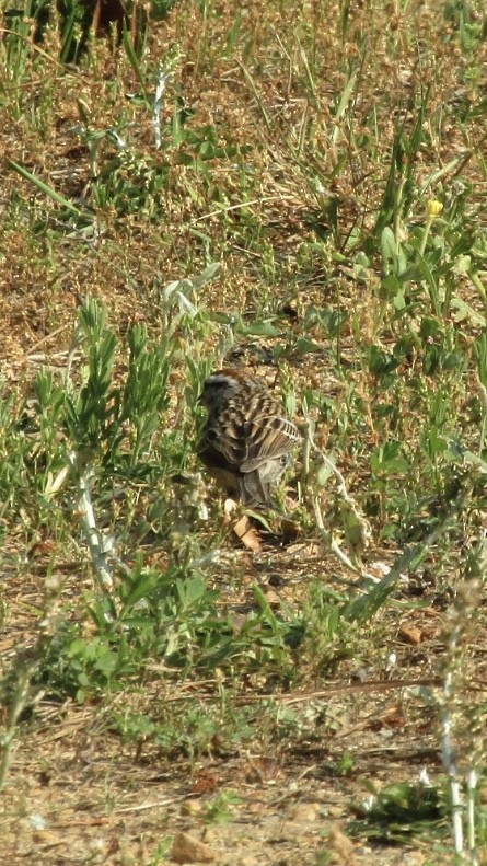 Chipping Sparrow - ML618435953