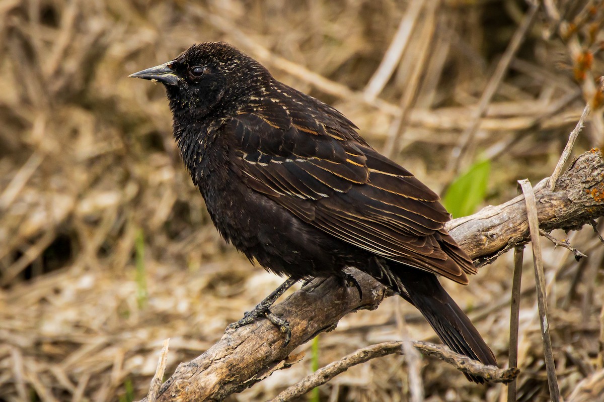 Red-winged Blackbird - David/Mary Phillips