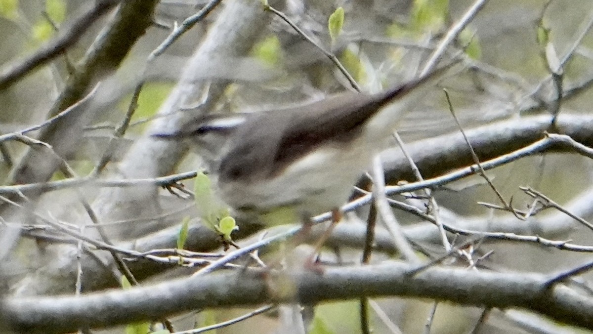 Louisiana Waterthrush - ML618436028