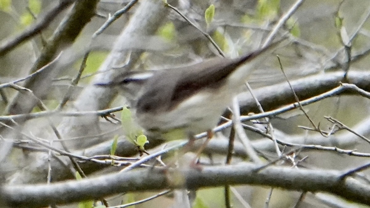 Louisiana Waterthrush - Peter Modest