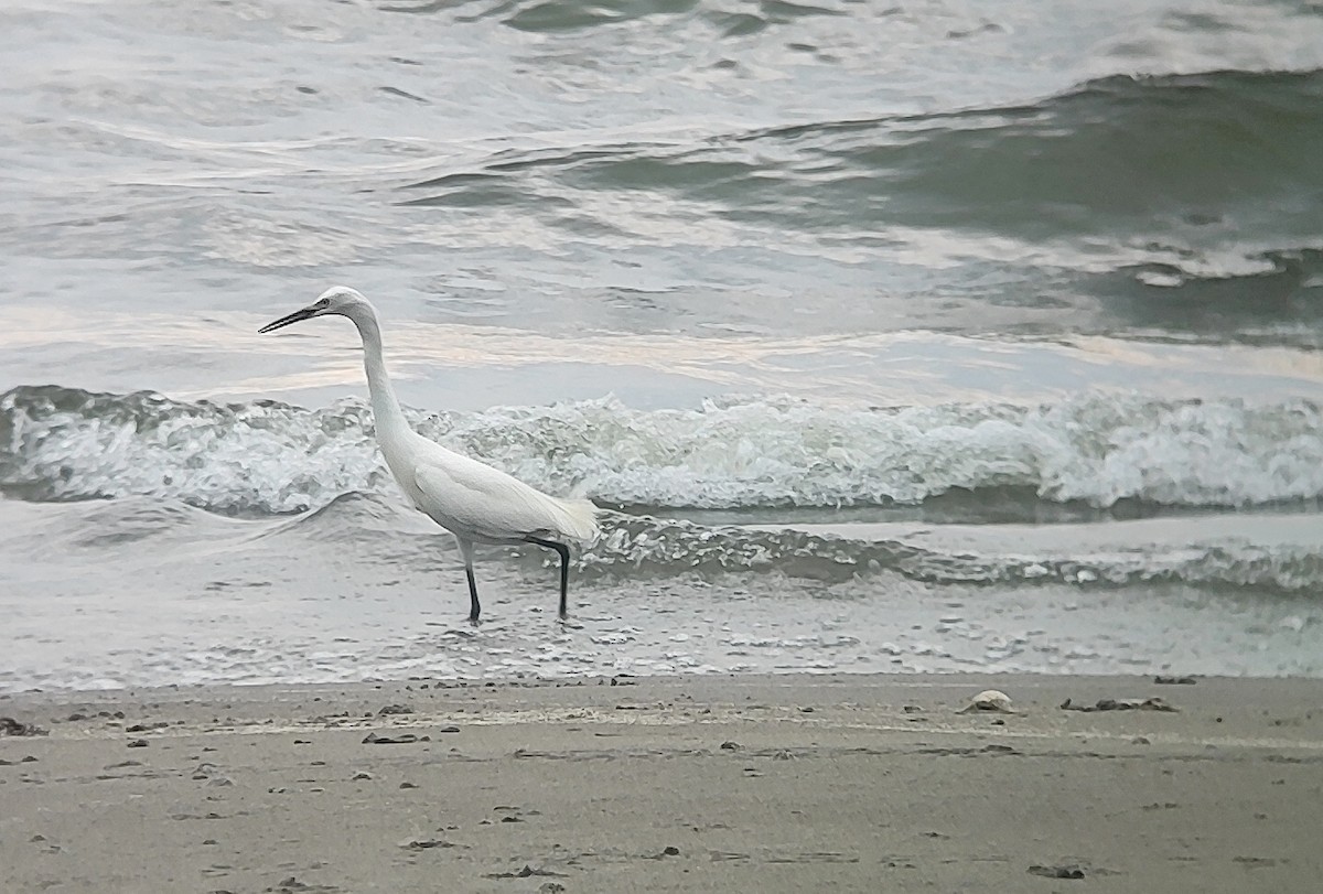 Reddish Egret - Marcelo González