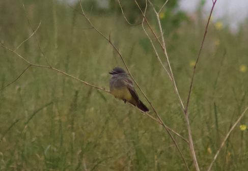 Cassin's Kingbird - Sam Mullen