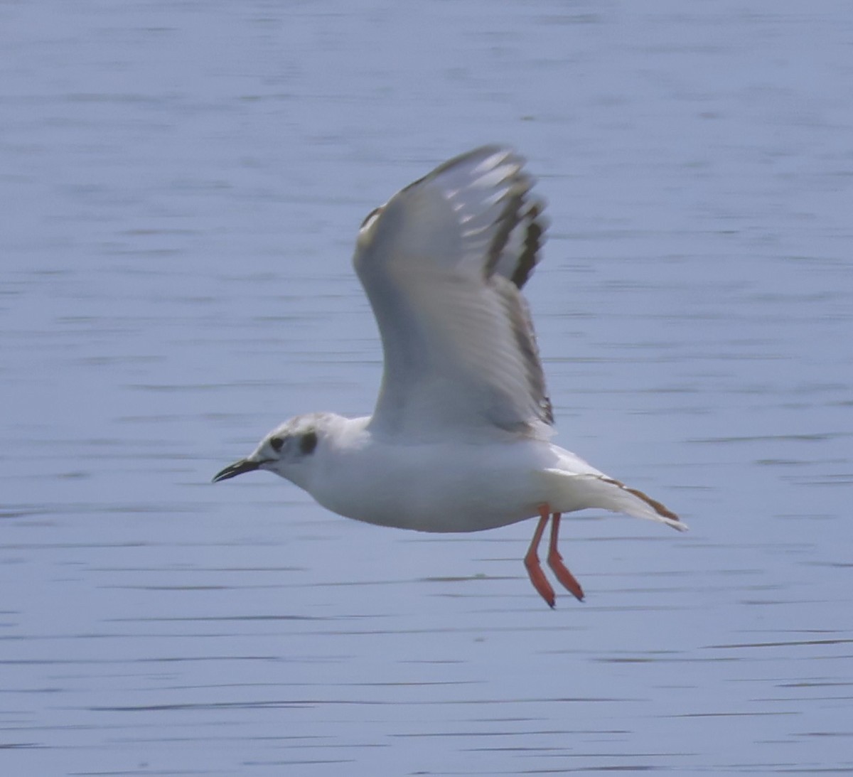 Bonaparte's Gull - Gretchen Framel