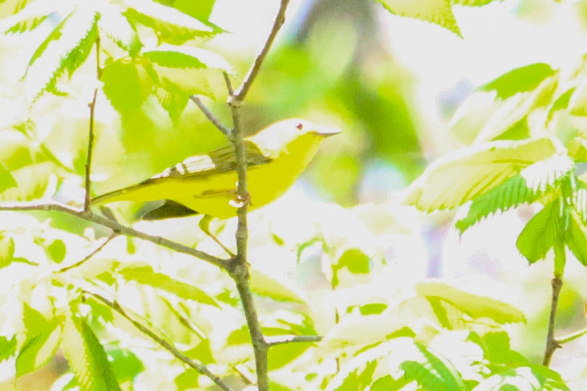 Yellow Warbler - Laura Brown