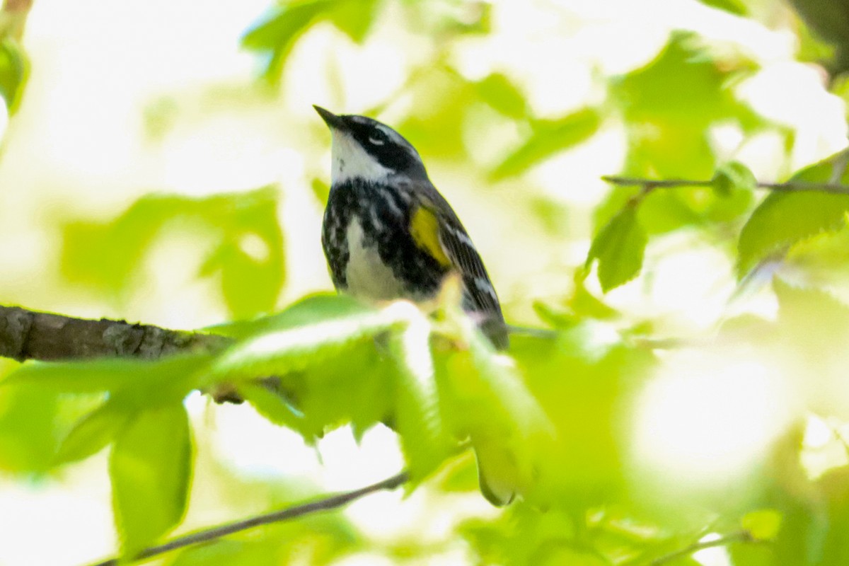 Yellow-rumped Warbler - Laura Brown