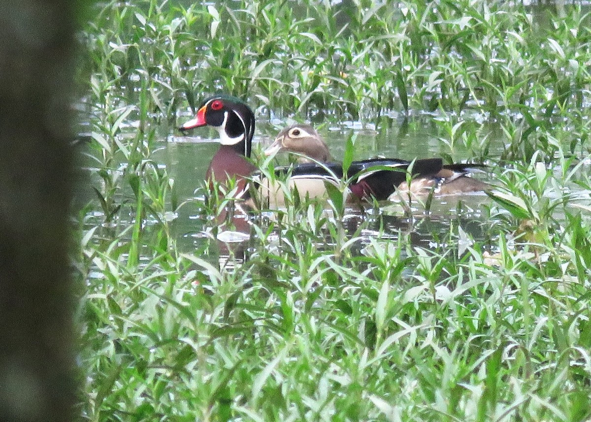 Wood Duck - ML618436240