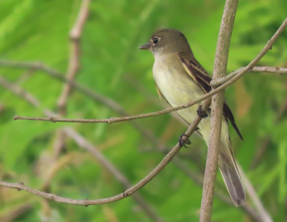 Alder Flycatcher - ML618436243