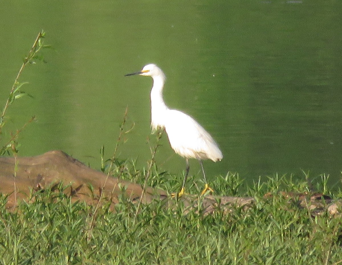 Snowy Egret - Todd Ballinger