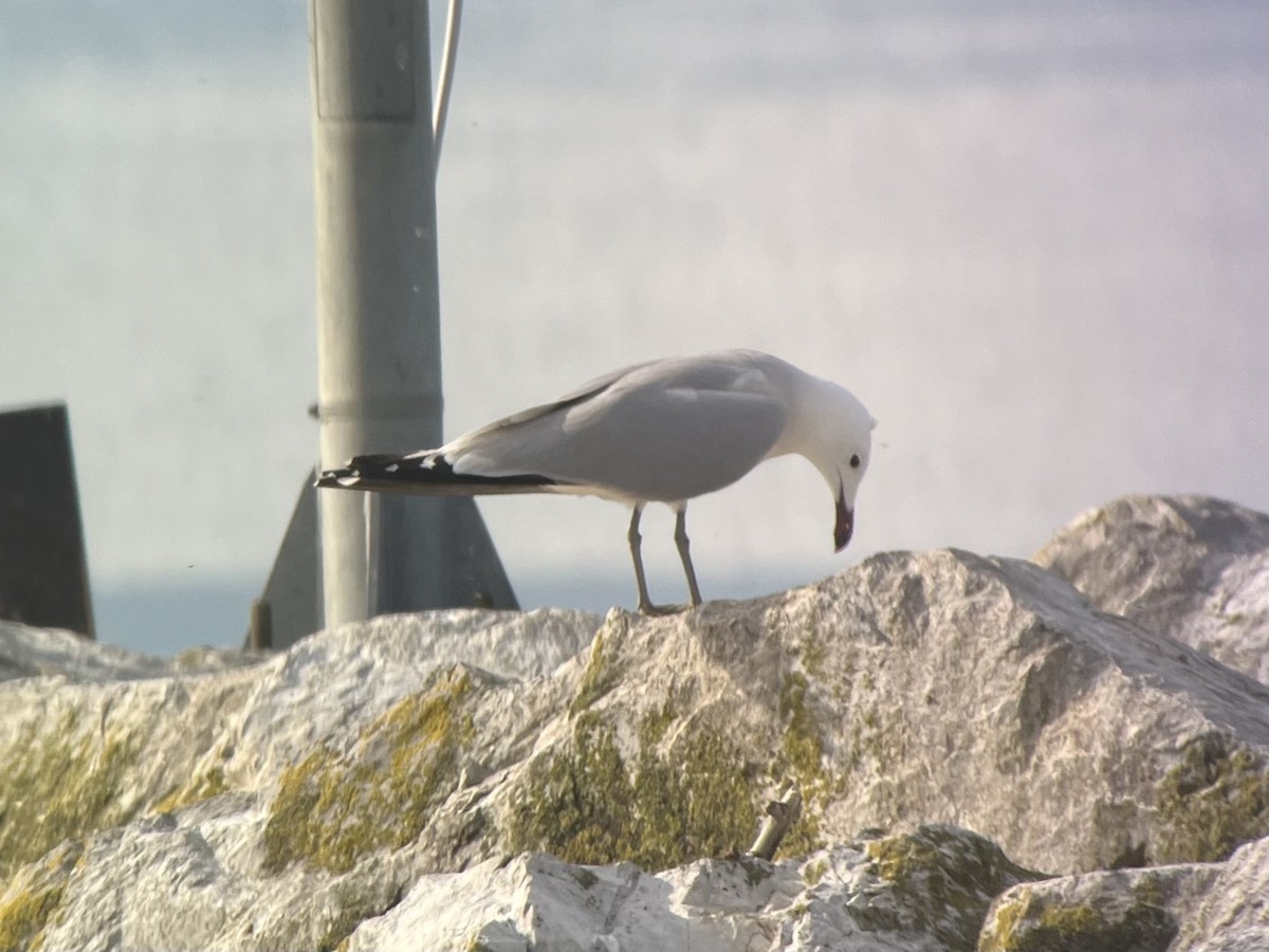 Gaviota de Audouin - ML618436267