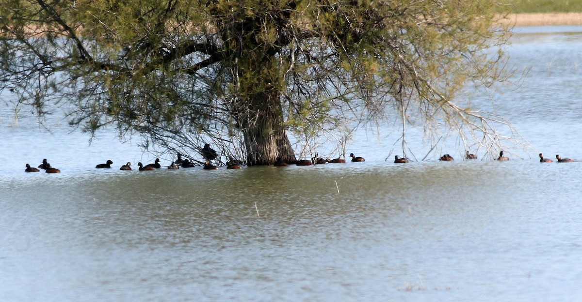 Eared Grebe - ML618436275