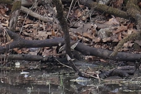 Northern Waterthrush - ML618436307