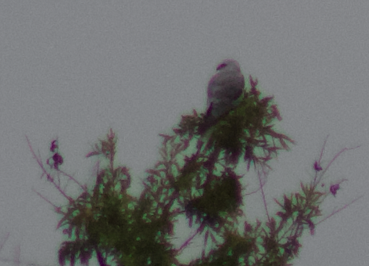 White-tailed Kite - Sam Mullen