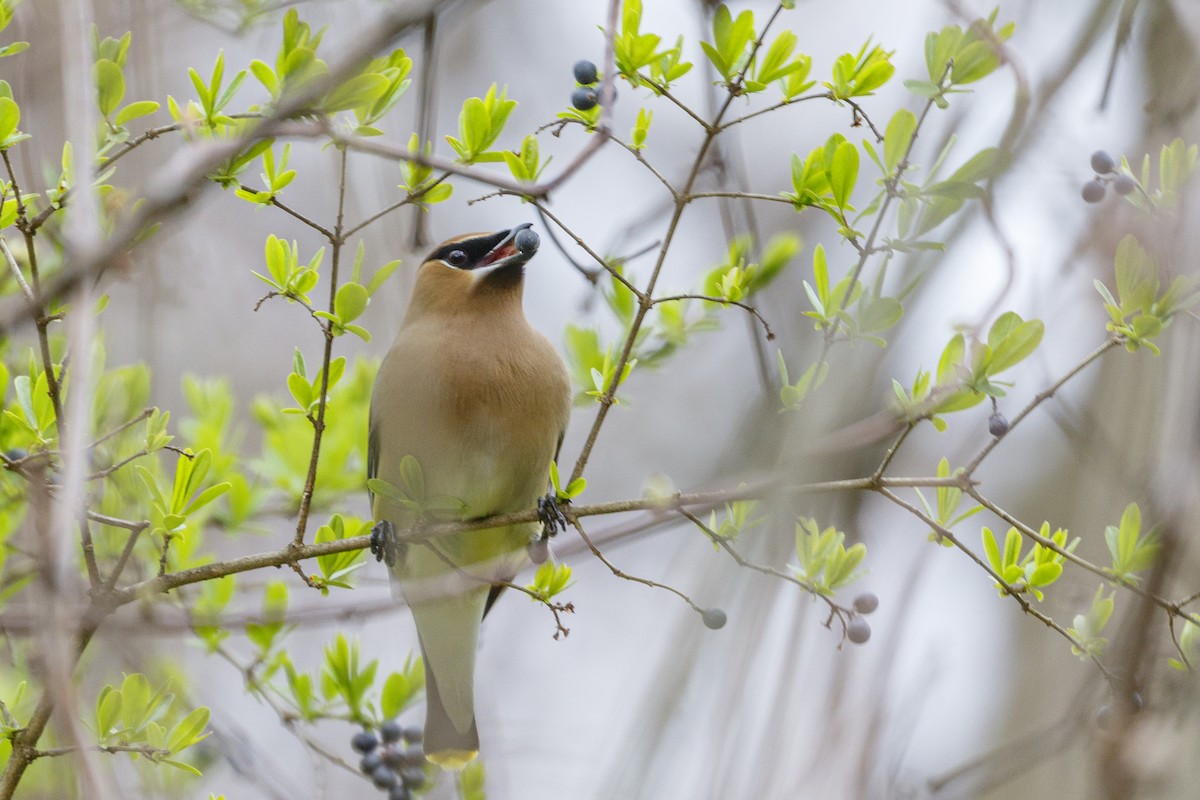 Cedar Waxwing - ML618436319