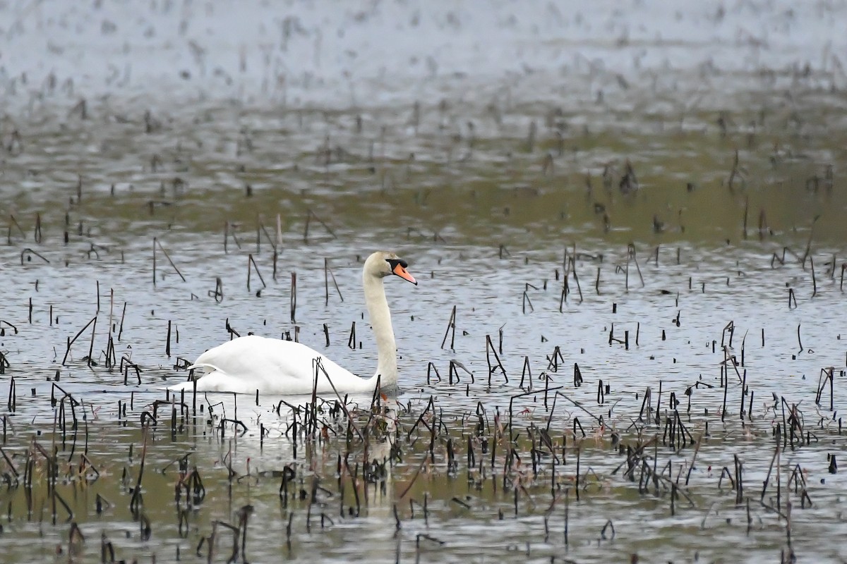 Mute Swan - Cristine Van Dyke